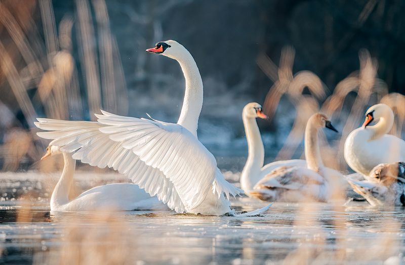 winter, cygnus olor, swan, lake, bird, birdwatching Winter concertphoto preview