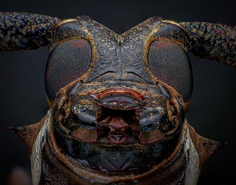 macro, macrophotography, insect, nature, beetle, bugs Batocera Rubusphoto preview