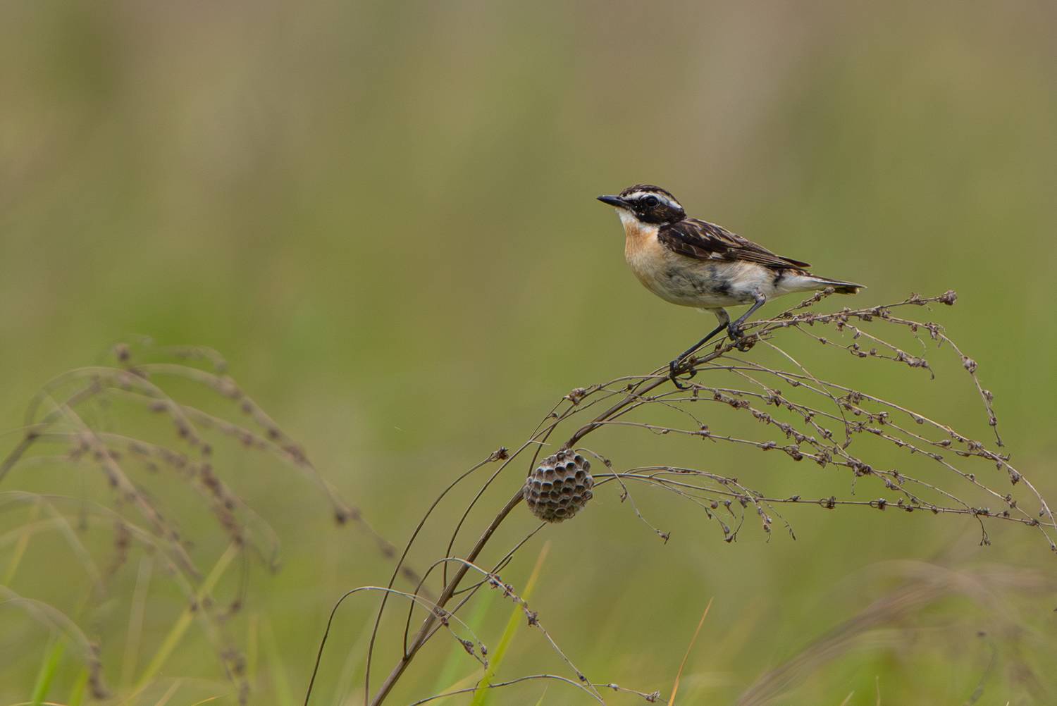 Луговой чекан. Автор: Гильманов Артур , Гильманов Артур