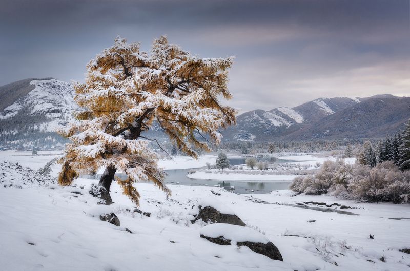алтай, горный алтай, пейзажи алтая, кош-агачский район, горная река, лиственница, первый снег, золотая осень, горы, осенний алтай, горная тайга ***photo preview