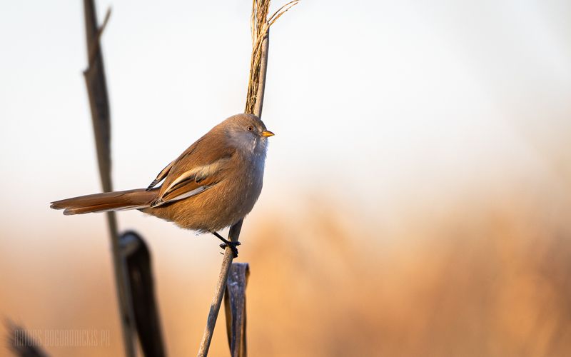 усатая, синица, panurus, biarmicus, орнитология, птицы Panurus biarmicusphoto preview