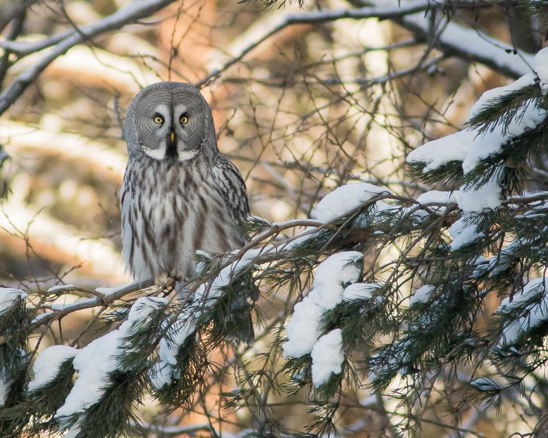 бородатая неясыть Бородатая неясытьphoto preview