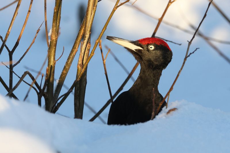 желна, dryocopus martius, фото птиц Жена. (Dryocopus martius).photo preview