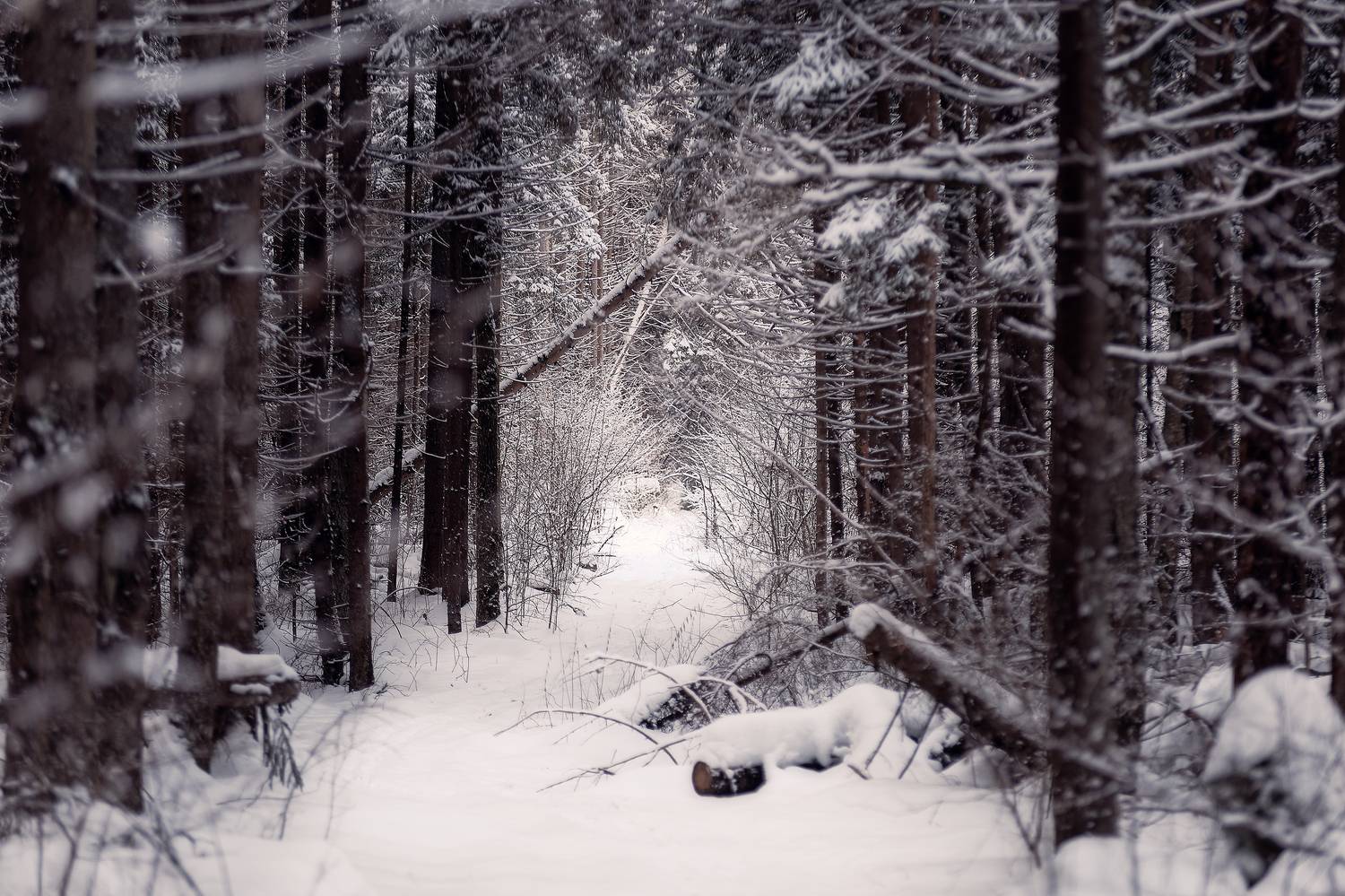 Тропа. Автор: Загруев Михаил , Загруев Михаил