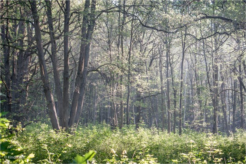 Дух лесаphoto preview