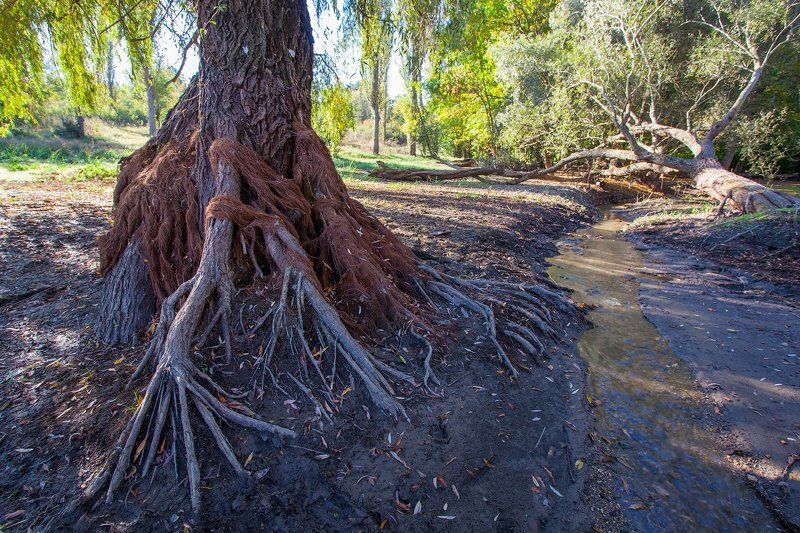 дерево, крым, пейзаж, симферополь ***photo preview