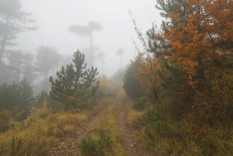 В тумане октября...photo preview