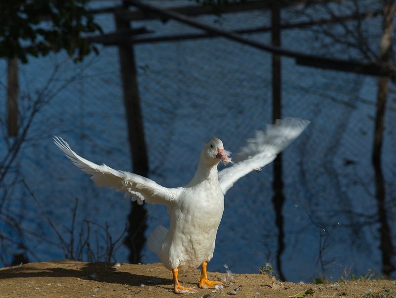 Такой большой буду расти фото превью