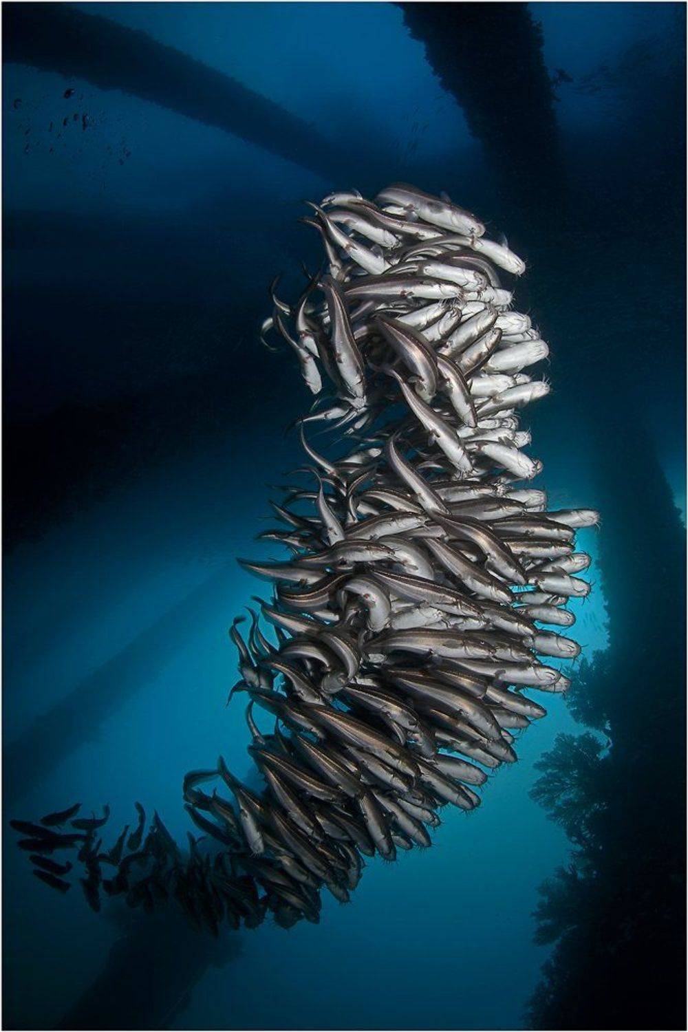 Bali, CandiDasa, Diving, Indonesia, Underwater photography, Бали, Подводная фотография, Чандидаса, Олег Федин