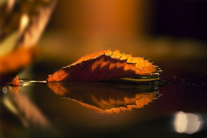 лист осеннийphoto preview