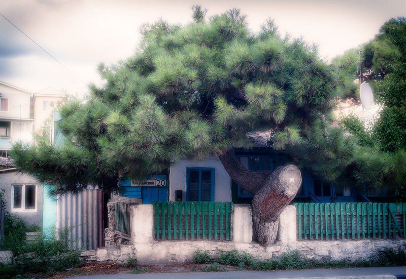 Улица дом сосна крыша необычное Парикphoto preview