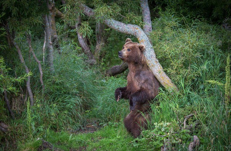 камчатка, курильское озеро, медведь, почесуха, южно-камчатский заказник медвежьи почесухиphoto preview
