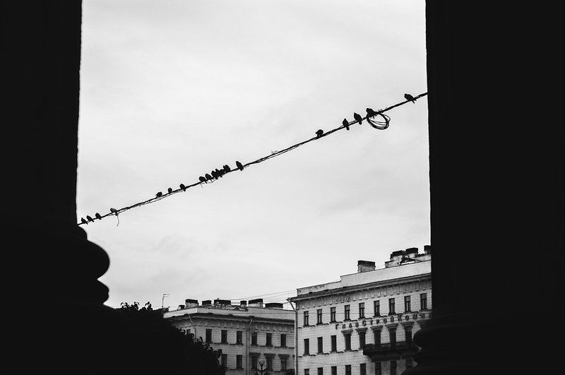 Город, Птицы, Санкт-петербург, Ч/б ***photo preview