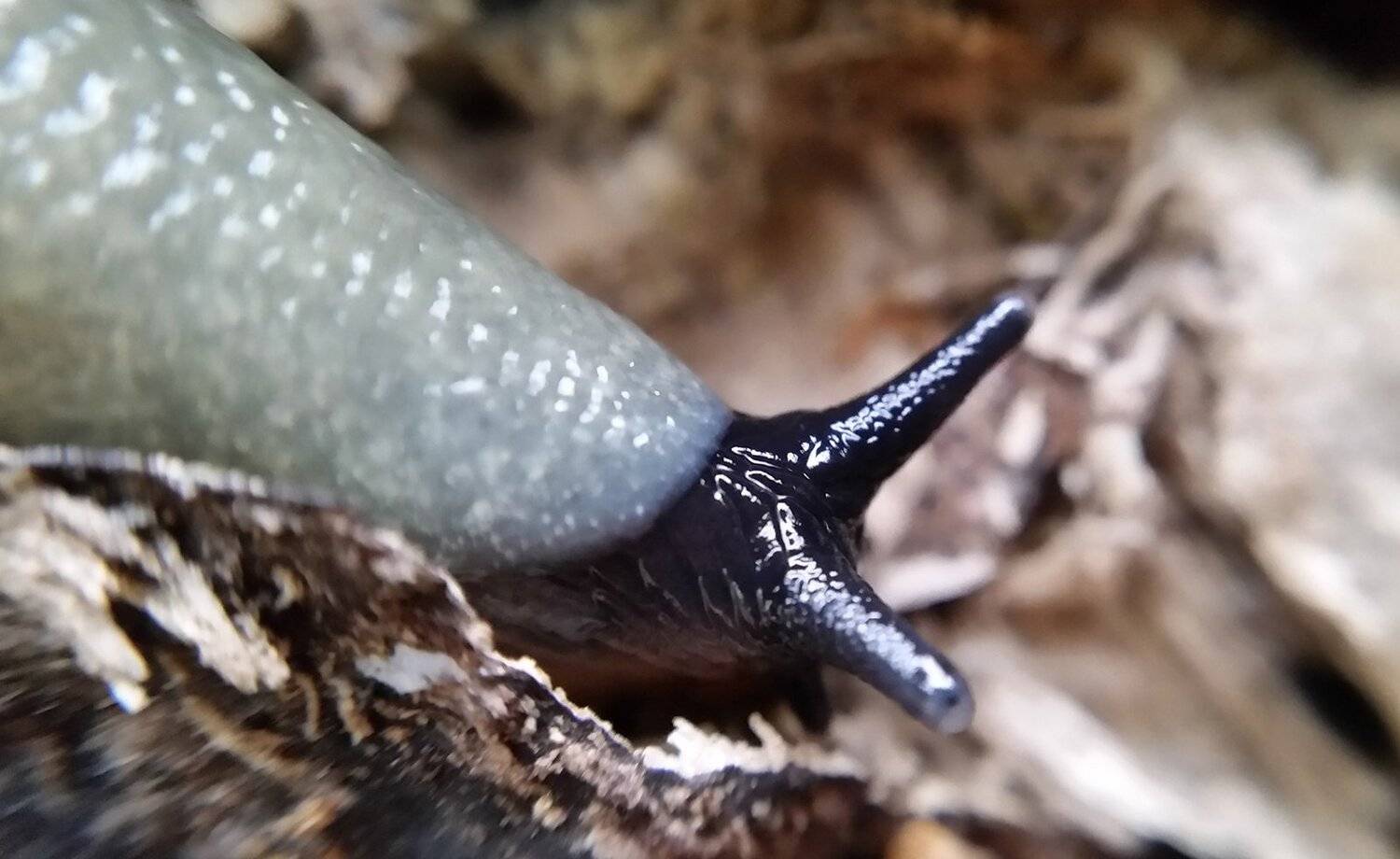 слизень, Парк Тимирязевской академии, лесная фауна, Сергей Житков