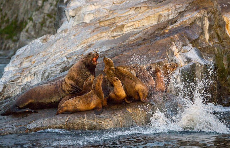 камчатка ,сивуч, морской лев, гарем, лежбище ,лежбище сивучей ,брызги ,море ,океанскала   - Все слушать меня!!!!photo preview