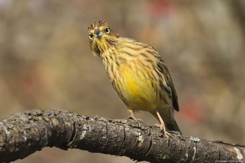 Овсянка Слышь, ты че такой дерзкий, а?photo preview