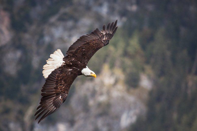 Хозяева неба.photo preview