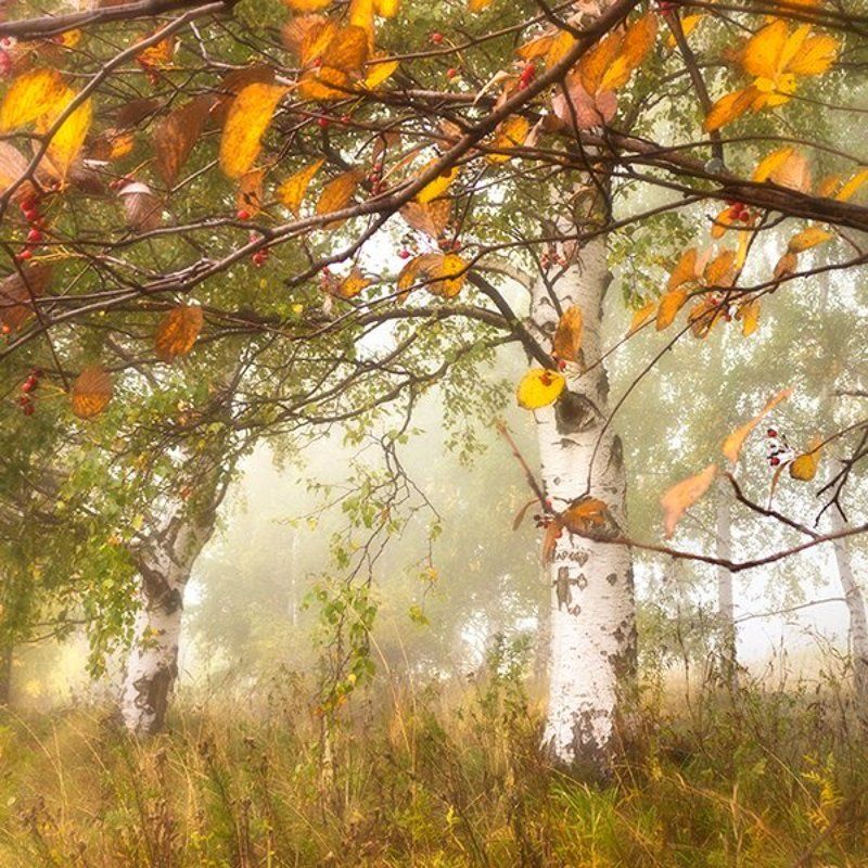 березы, гора, лес, октябрь, осень Октябрь запутался в рассеянных мысляхphoto preview