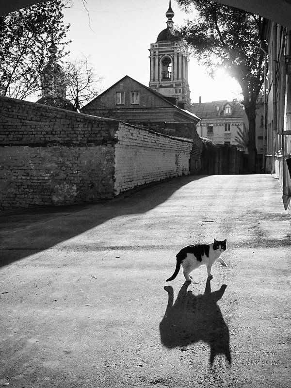 Танцорphoto preview