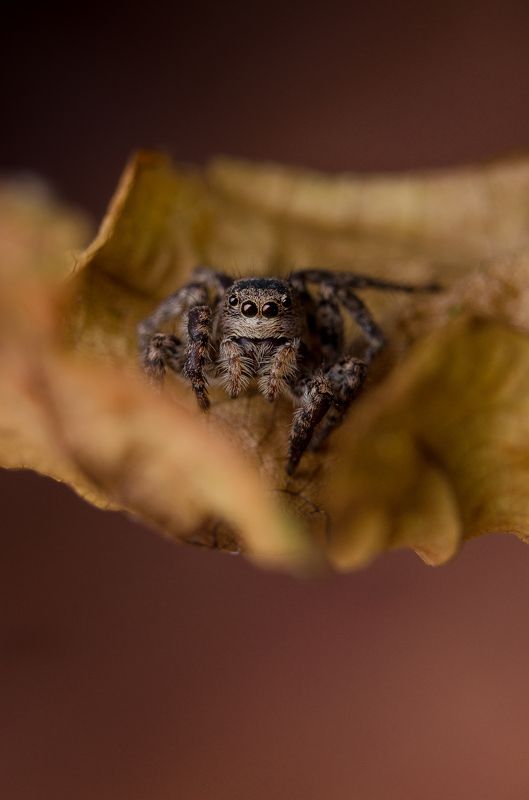 18-55+ макрокольца + встроеная вспышка с диффузором Перед прыжком photo preview