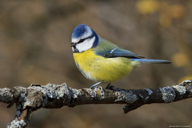 Лазоревка Лазоревка.photo preview