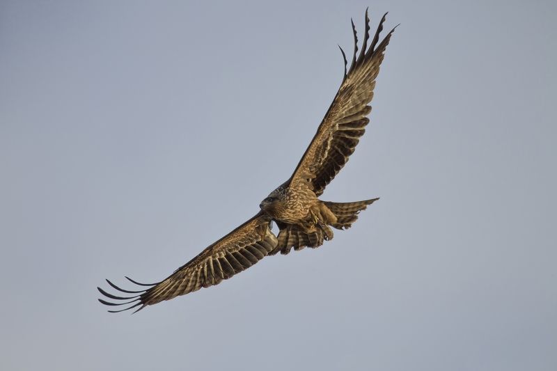 Israel 2015photo preview