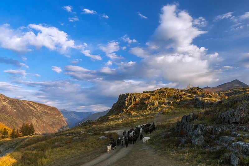 алтай,перевал,кату-ярык ***photo preview