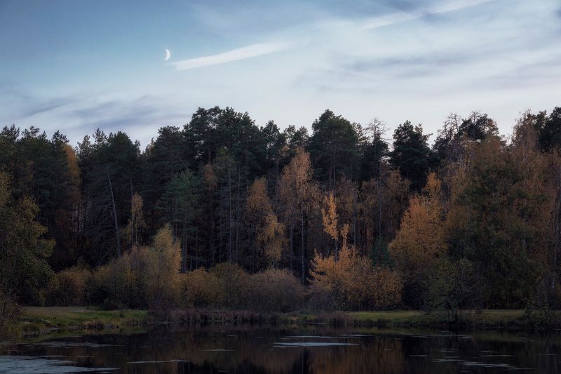 лес, деревья, листва, осень У осеннего лесаphoto preview