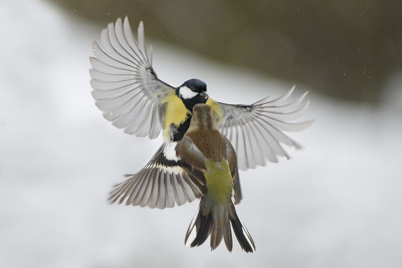 Спор между большой синицей и зябликphoto preview