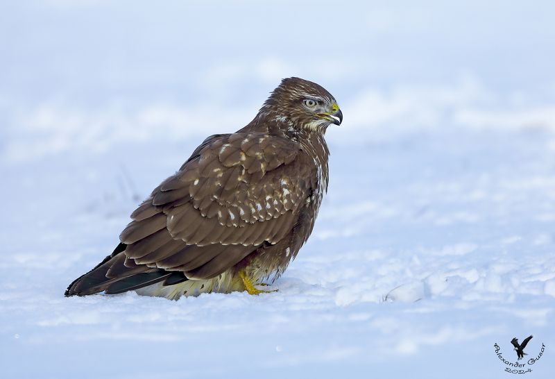 канюк По снежному полю. фото превью
