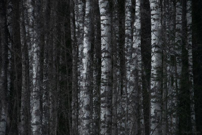 Переплетениеphoto preview