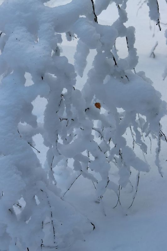 снег ветки иней зима лес лист Кружево с бусинкойphoto preview