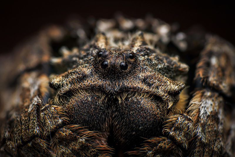 macro, spiders, insect, nature Back Spiderphoto preview