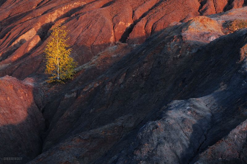 кондуки, романцевские горы, березка, рассвет, тульская область Про березкуphoto preview
