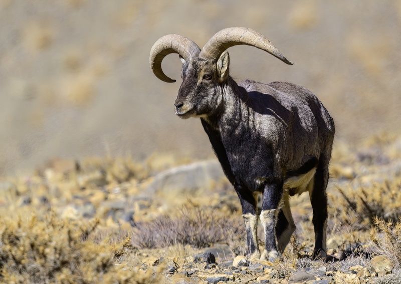 Голубой баранphoto preview