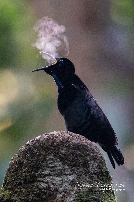 Victoria\'s Rifle Birdphoto preview