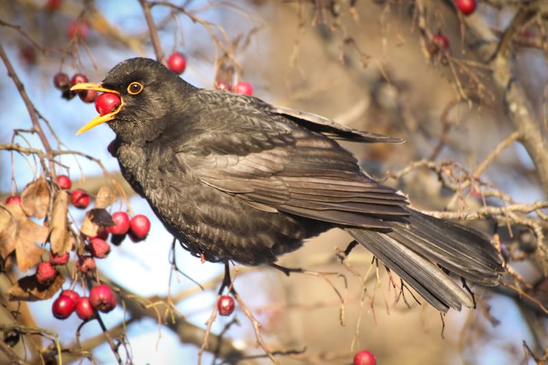 птицы, черный дрозд, боярышник, ягоды Черный дроздphoto preview