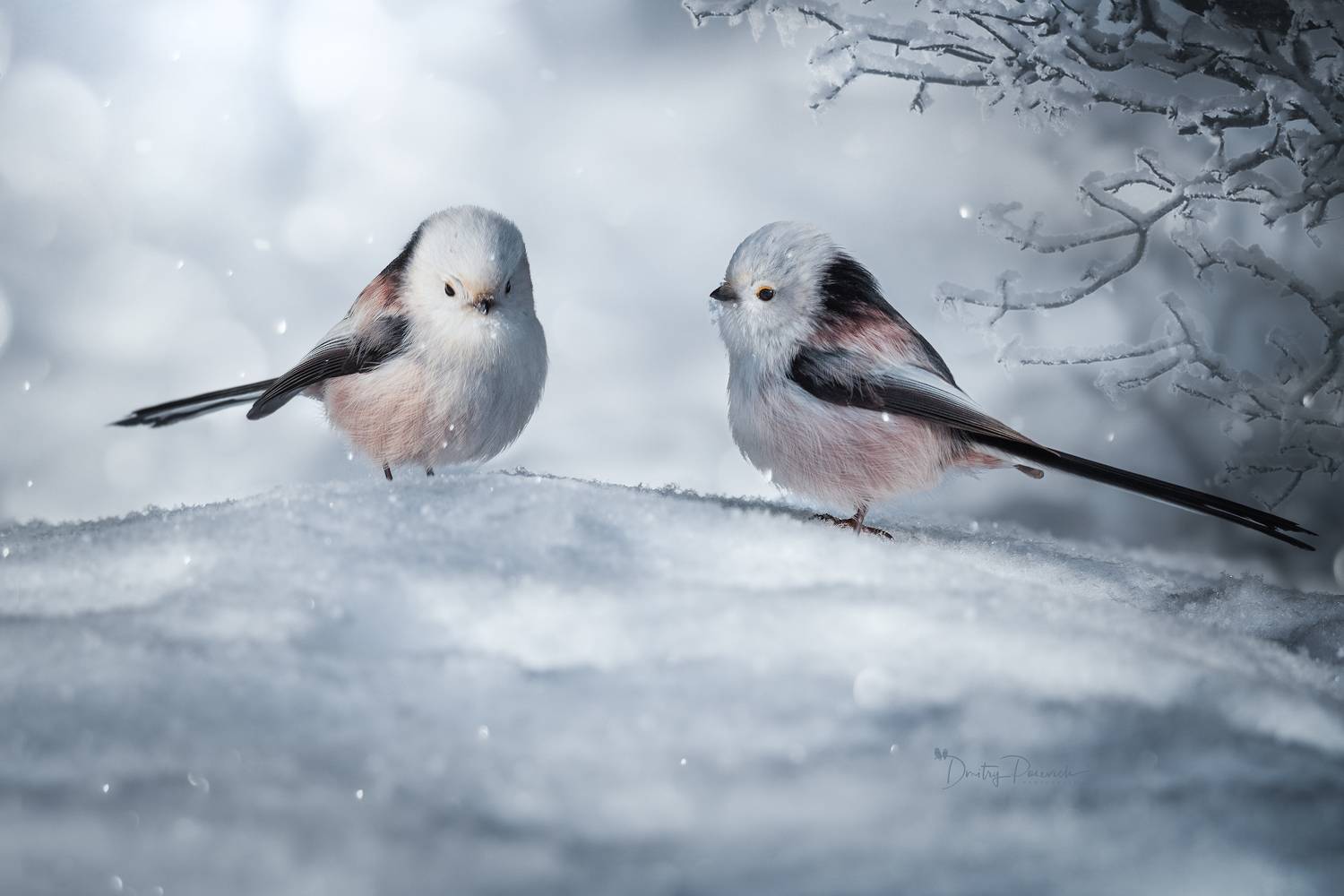 природа, лес, поля, огороды, животные, птицы, макро, Посевич Дмитрий