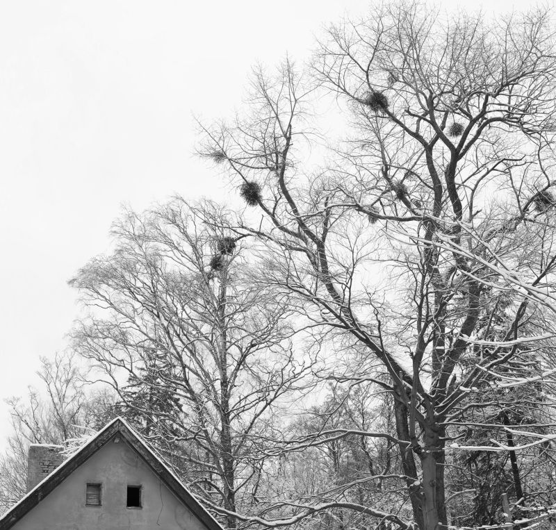 Зимняя графикаphoto preview