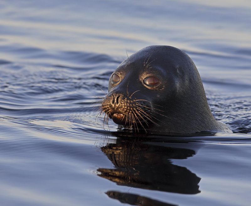 Инопланетный гость…photo preview