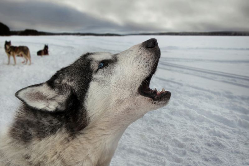 Песнь о собачьей жизниphoto preview
