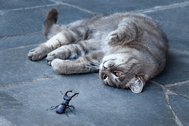 Весь проявленный мир - игра сознанияphoto preview