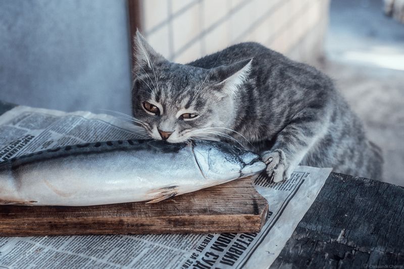 смешные животные, забавные коты, рыбный день, лето, кот воришка, \