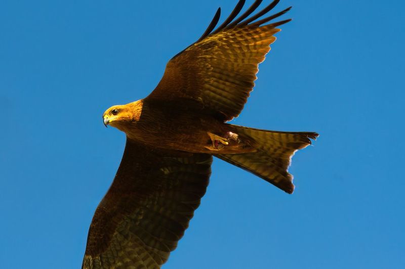 eagle.kite,closeup, bird, birds, wild, wings, beauty, nature, swan, feather, spread, little sparrow,animal,animals,nikon,tailorbird,portraitm,eyes,eagle,kite,flying,sky,prey Kitephoto preview