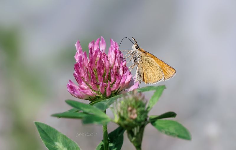 Толстоголовка и клеверphoto preview