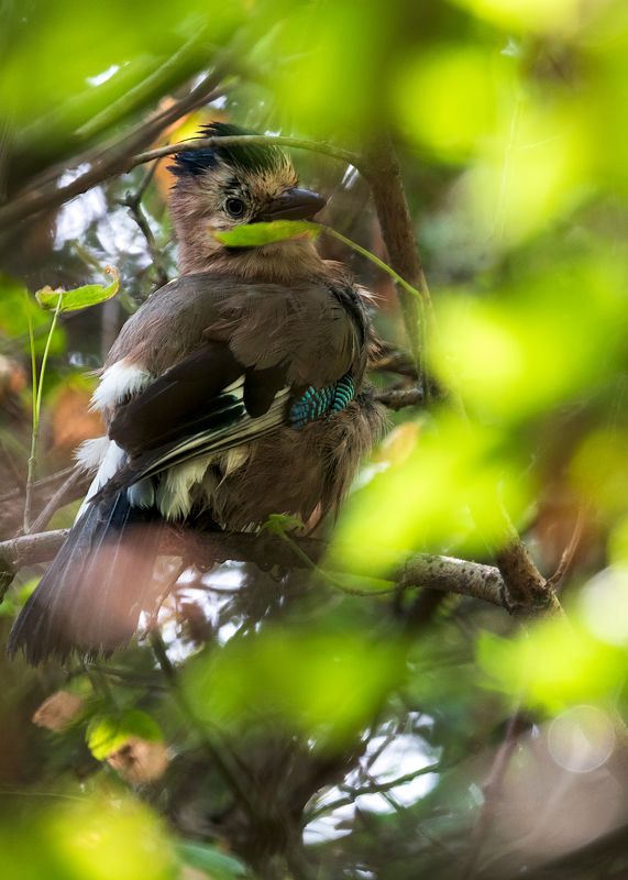 сойка В листве фото превью