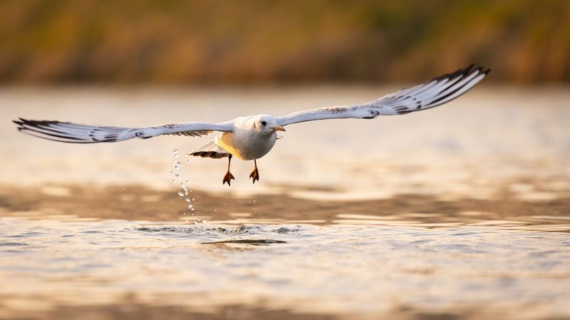 Gull фото превью
