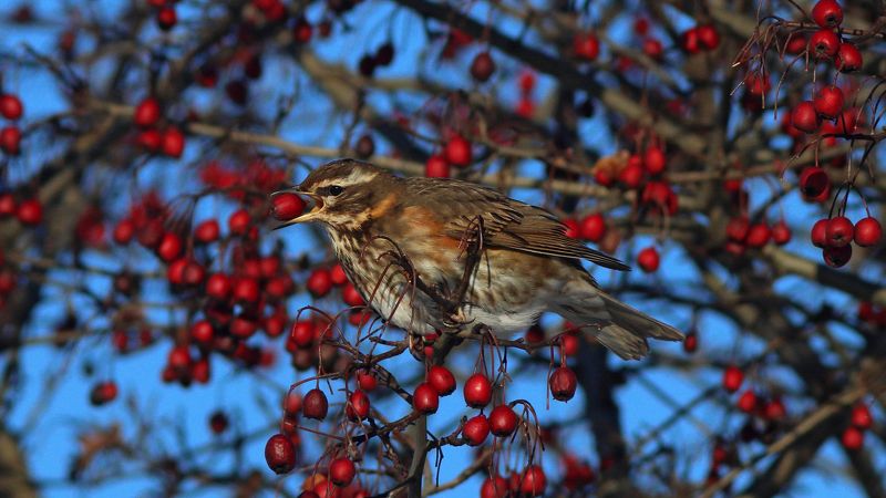дрозд-белобровик, дрозд, turdus iliacus, redwing Вкусный боярышник - белобровикphoto preview