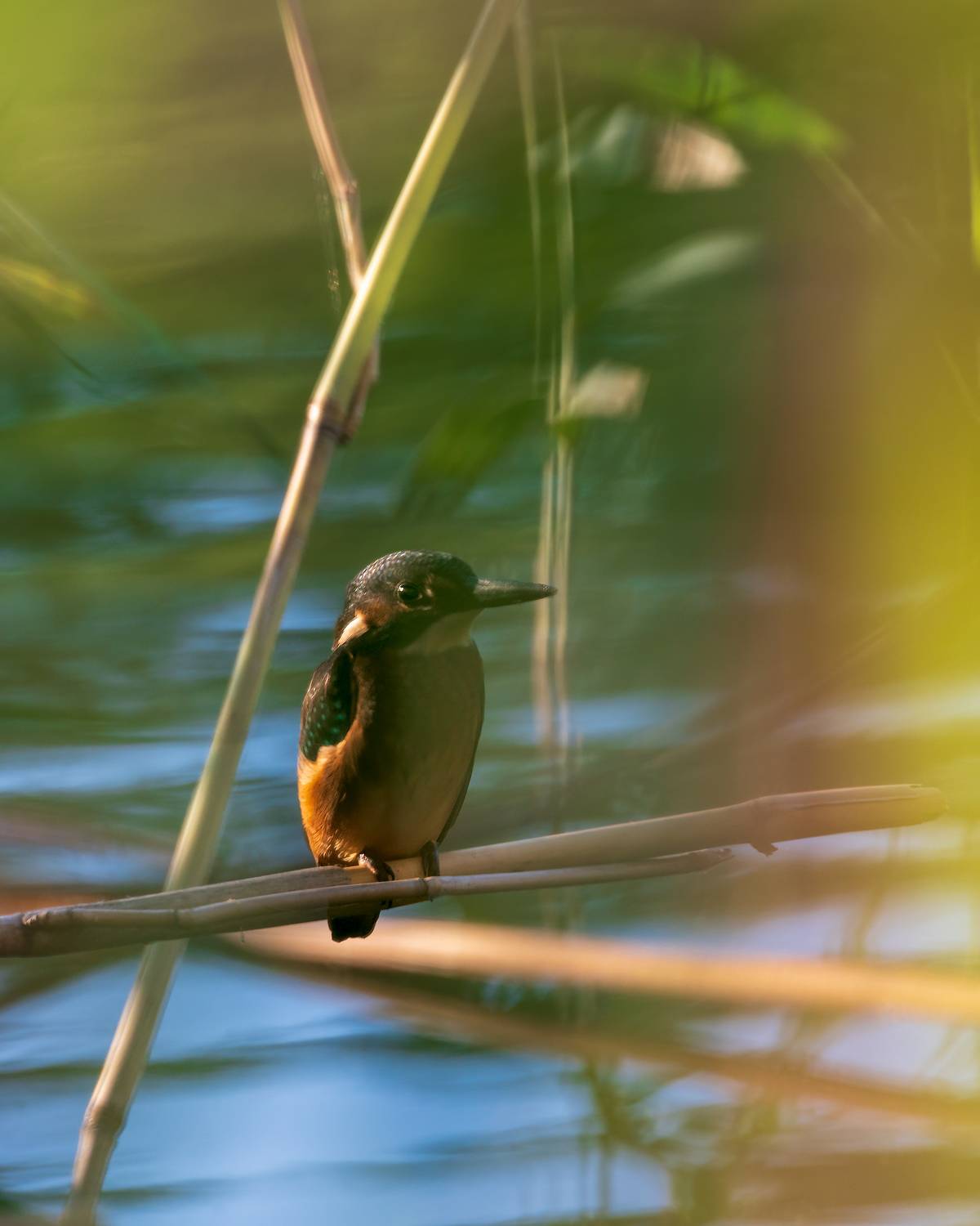 зимородок, Алексей Рыльский