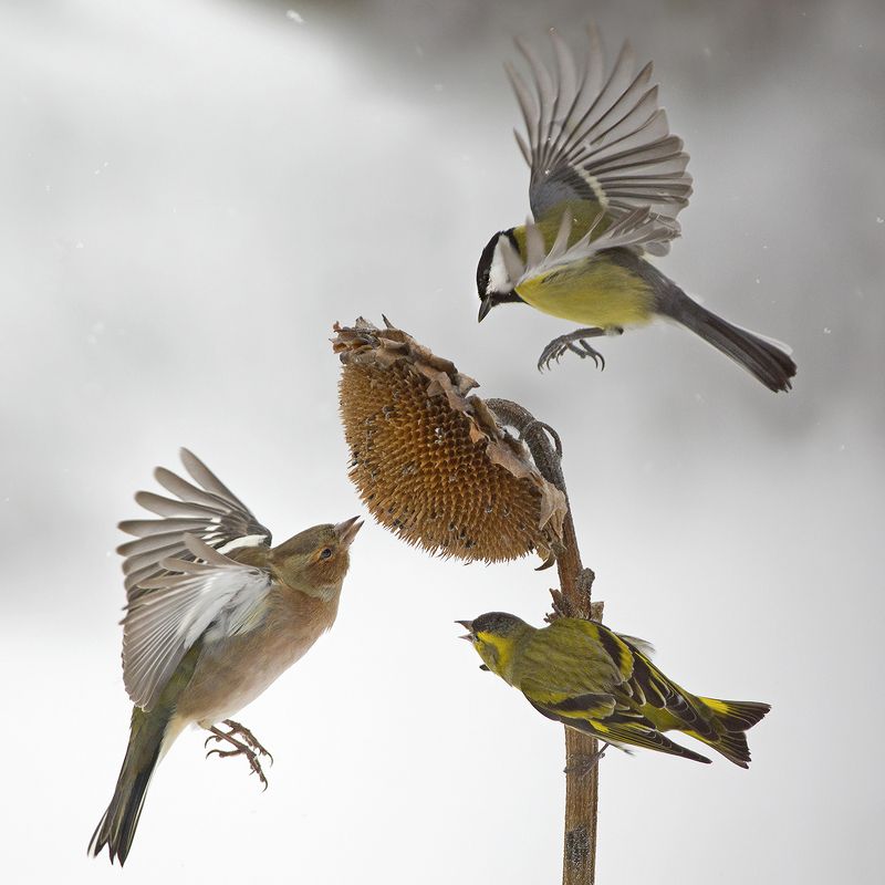 Зима - борьба за едуphoto preview